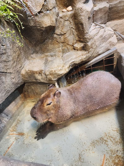 Junimal Zoo