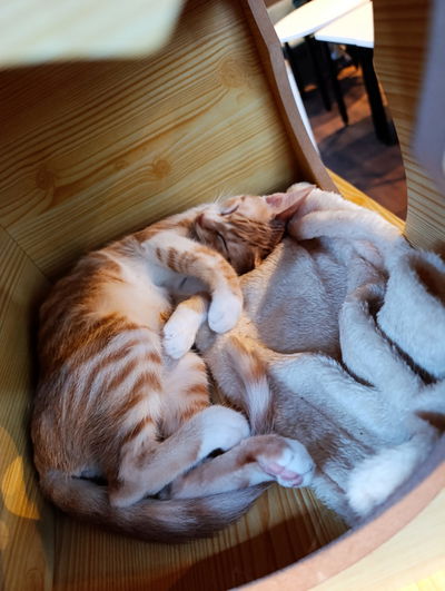 Nyangnyang Nyungnyung Cat Cafe