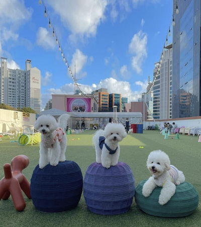 스포독