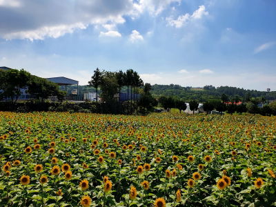 Jeju Gimgyeongsuk Sunflower Farm