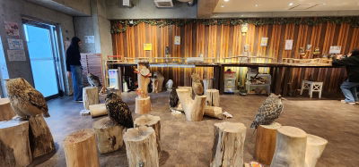 Chouette Owl Cafe