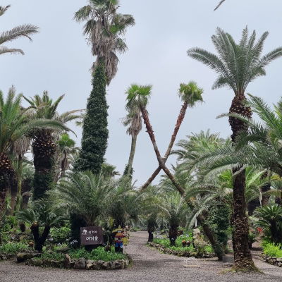 Sangari Palm Forest