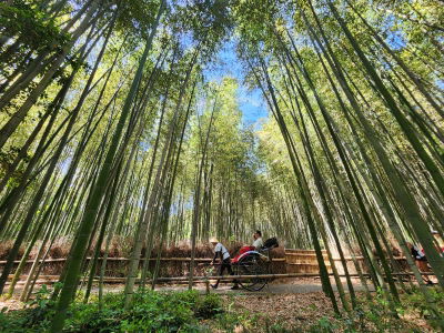 Arashiyama Bamboo