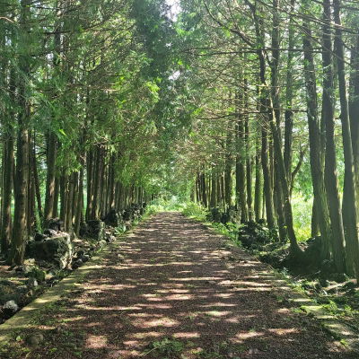 Saryeoni Forest Path