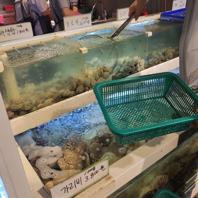 Hwani Shell