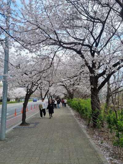 Cherry Blossom Street