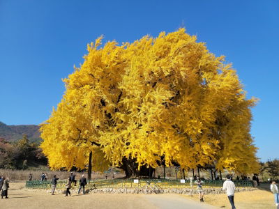 Ginkgo Tree in Bangye-ri