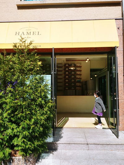 Jeju Hamel cheese cake