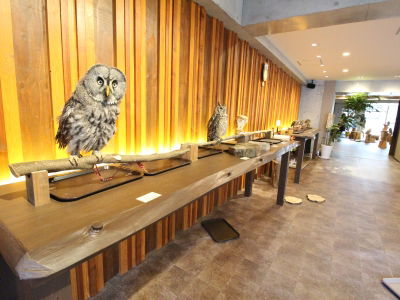 Owl Cafe Chouette