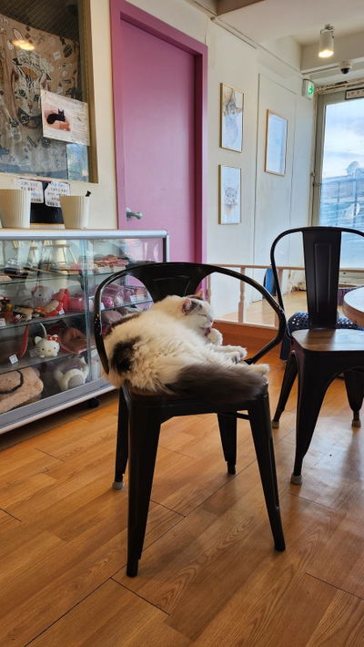 Cat Cafe Walking in the Sky