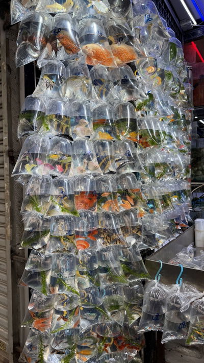 Goldfish Street