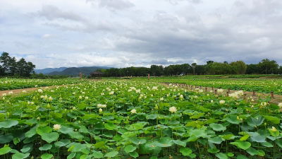 Donggung Palace and Wolji Pond Parking Lot