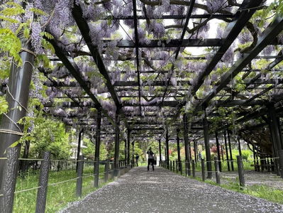 Hiragishi Tenjin Wisteria (Fuji)
