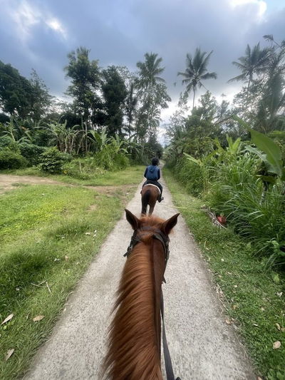 Ubud Horse Stables