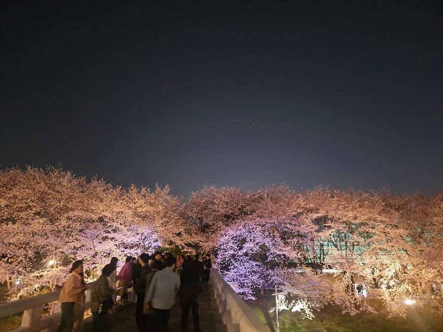 양재천