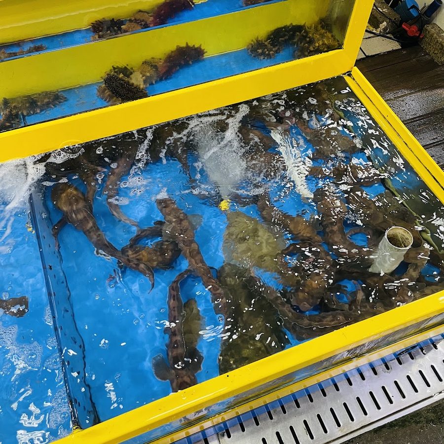 Sokcho Halmeoni Susan