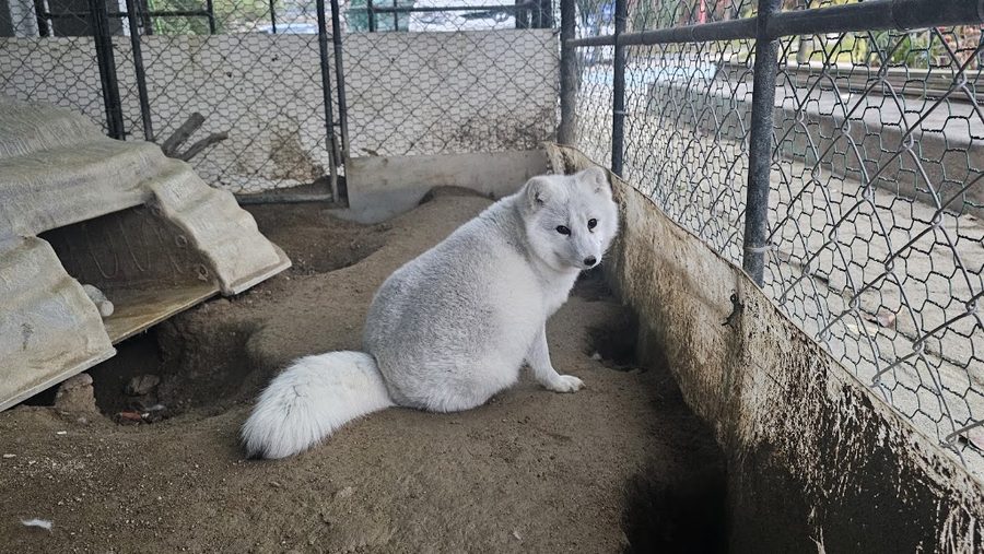 Gangneung Animal Story