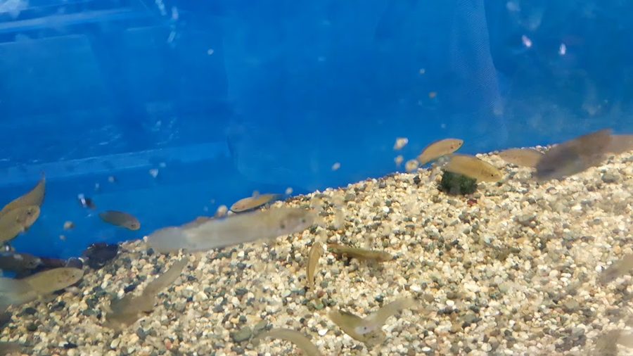 Dongdaemun Aquarium