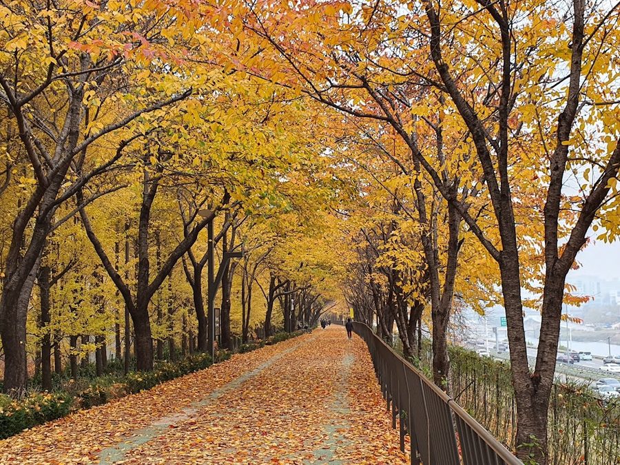 Gaeul Danpunggil (Songjeong Jebang-gil)