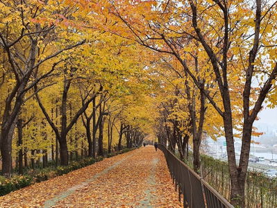 秋楓路(松汀堤防路)