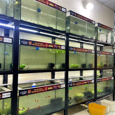Cá Cảnh - Bảo Tồn Đam Mê Fish Store