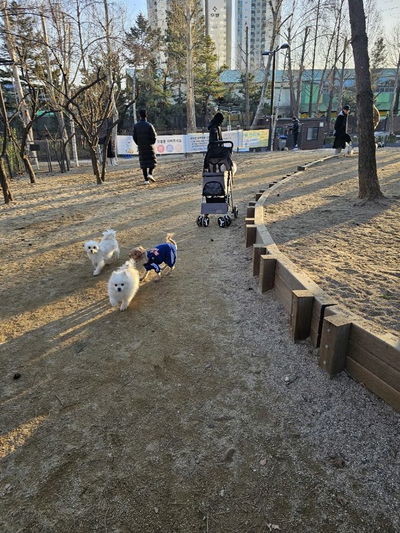 Boramae Park Dog Playground