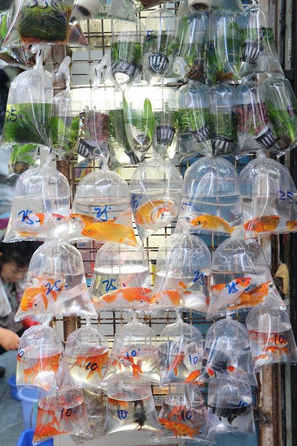 貓街