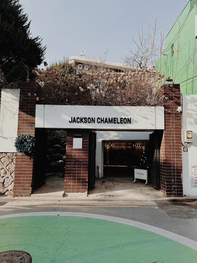 Jackson Chameleon