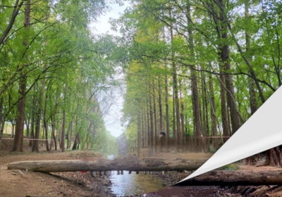 Gyeongbuk Millennium Forest Garden