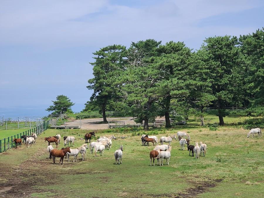 済州畜産振興院 済州馬放牧地