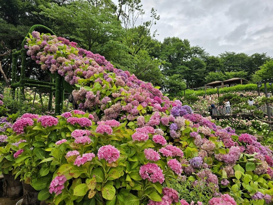 Choansan Suksukdongsan