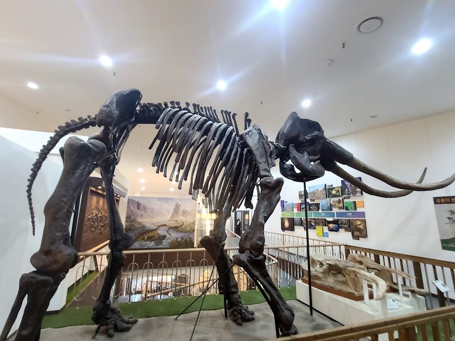 덕소자연사박물관