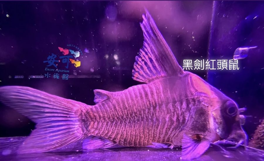 安可 Guppy Studio｜孔雀魚專門店（純品系玩家工作室）