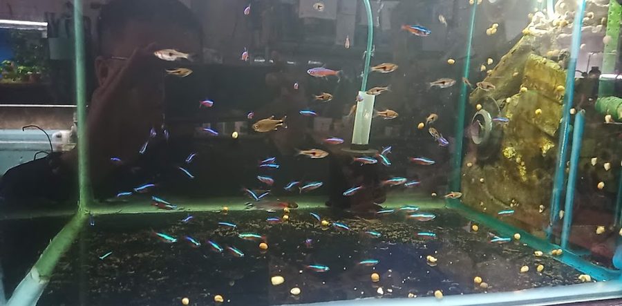 Cường Nguyễn AQuarium