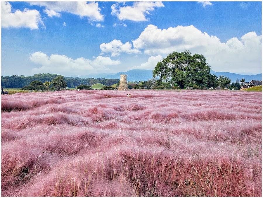 Cheomseongdae Pink Muhly
