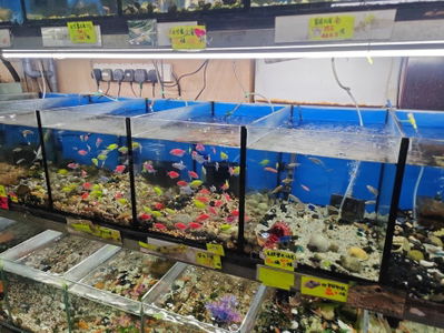 鴻濤水族館