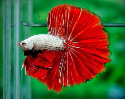 Shop cá cảnh & betta Hoàng Tiến