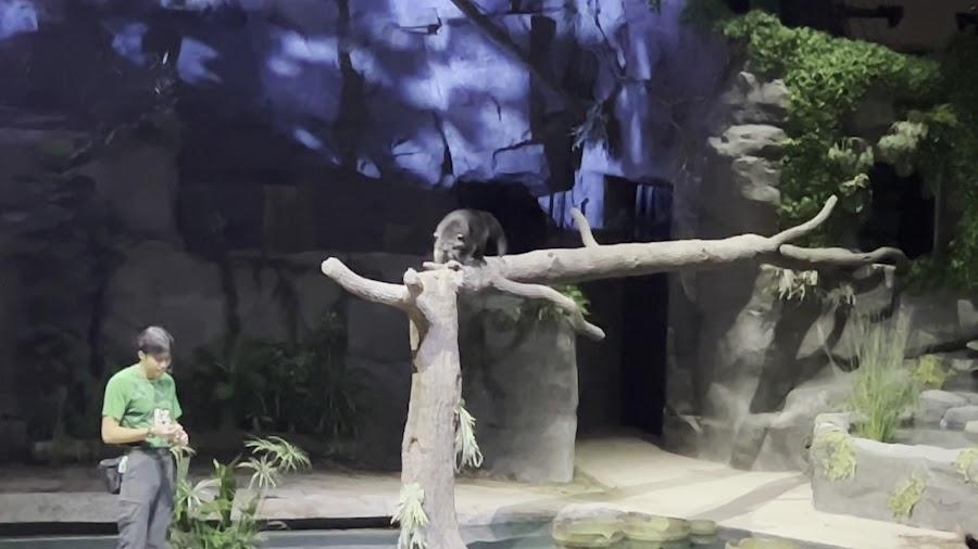 夜間野生動物園