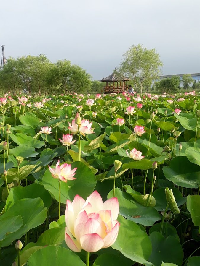 Samnak Ecological Park Lotus Complex
