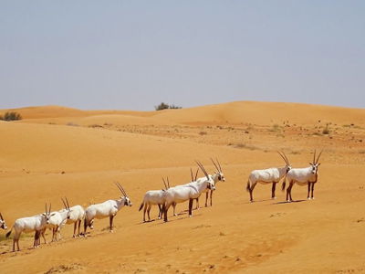 Dubai Desert Conservation Reserve
