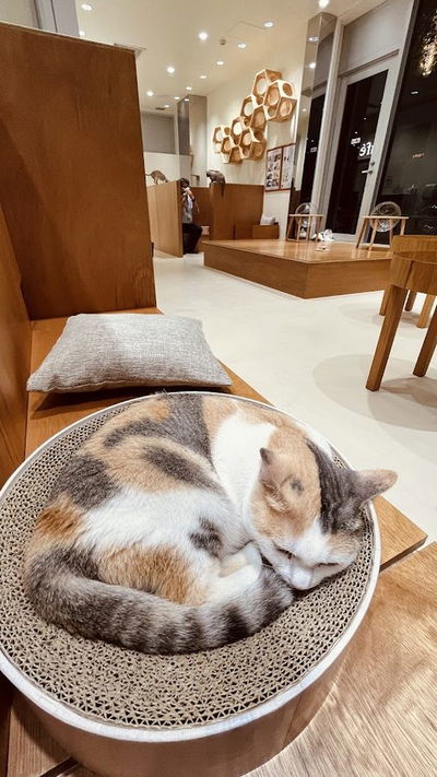 Cat Cafe MOFF CUTE CUBE Harajuku