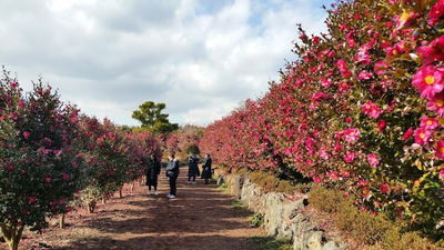 Camellia Hill Botanical Garden