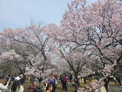 新宿御苑 桜園地