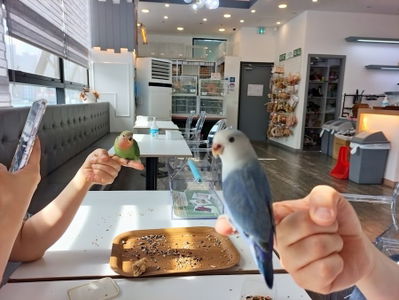 バードリ テジョン店
