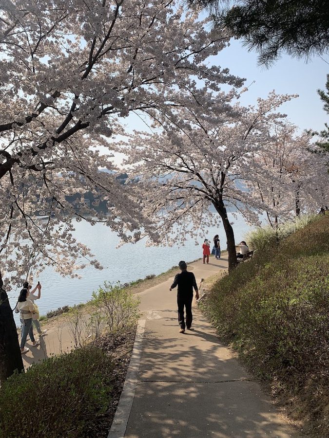 Gongjicheon Cherry Blossom Road