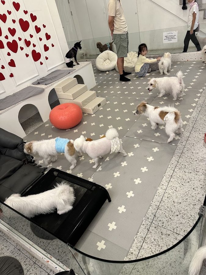 Kindeodog