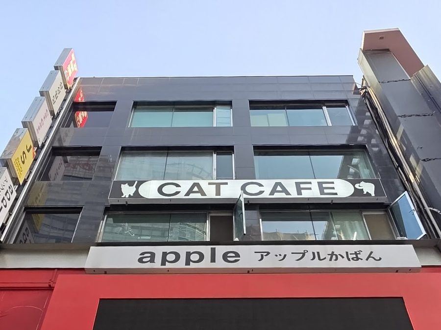 Cat Cafe