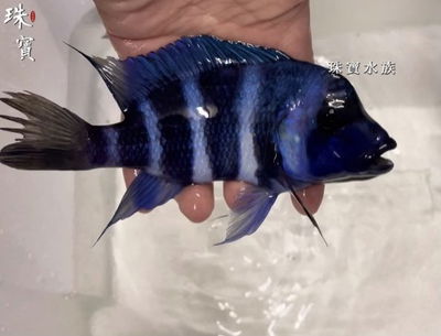 珠寶水族 Jewel Aquarium