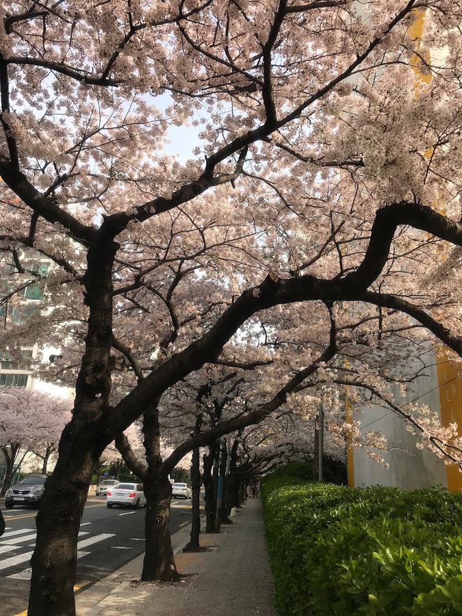 サムジ公園