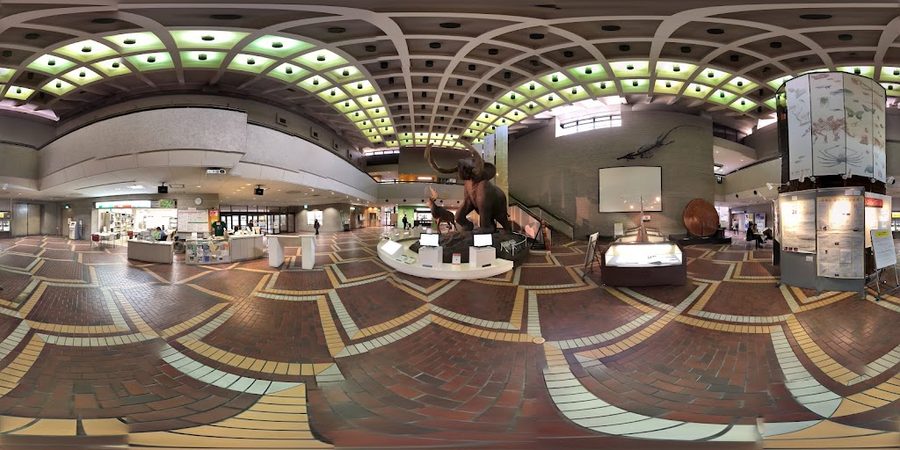 大阪市立自然史博物館